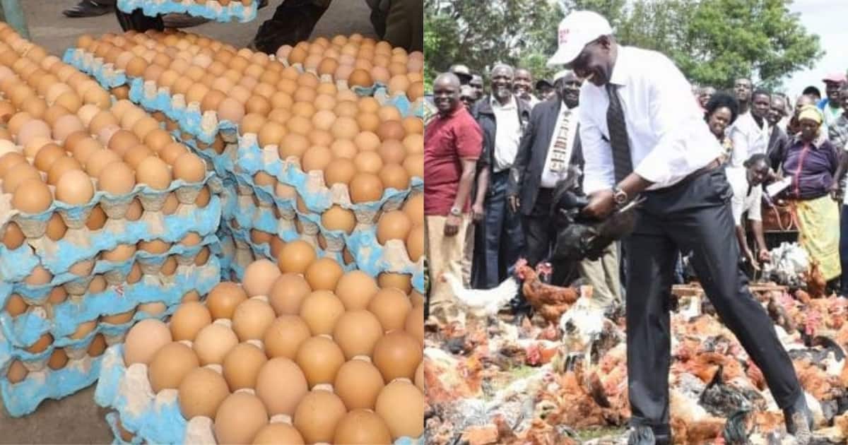 Image result for RUTO AND EGGS
