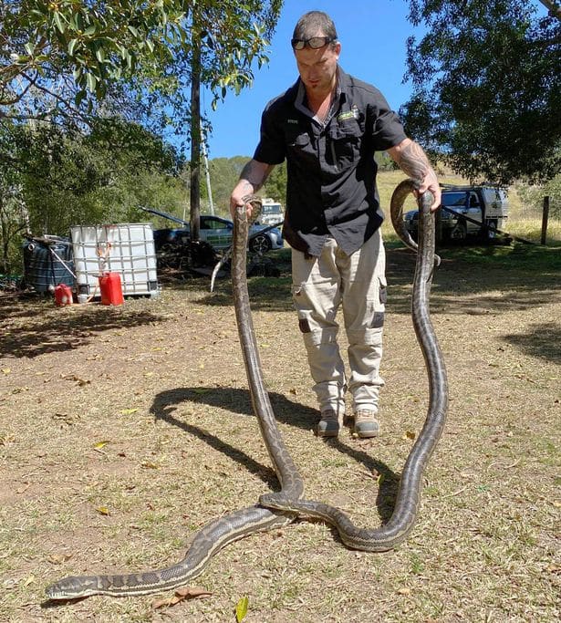 Two huge snakes crash-land in man's kitchen after fight on ...