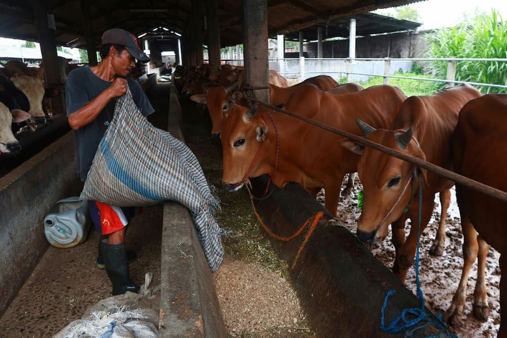 Indonesian cattle farmers typically make a large chunk of their yearly earnings around Eid al-Adha, when cows are ritually sacrificed
