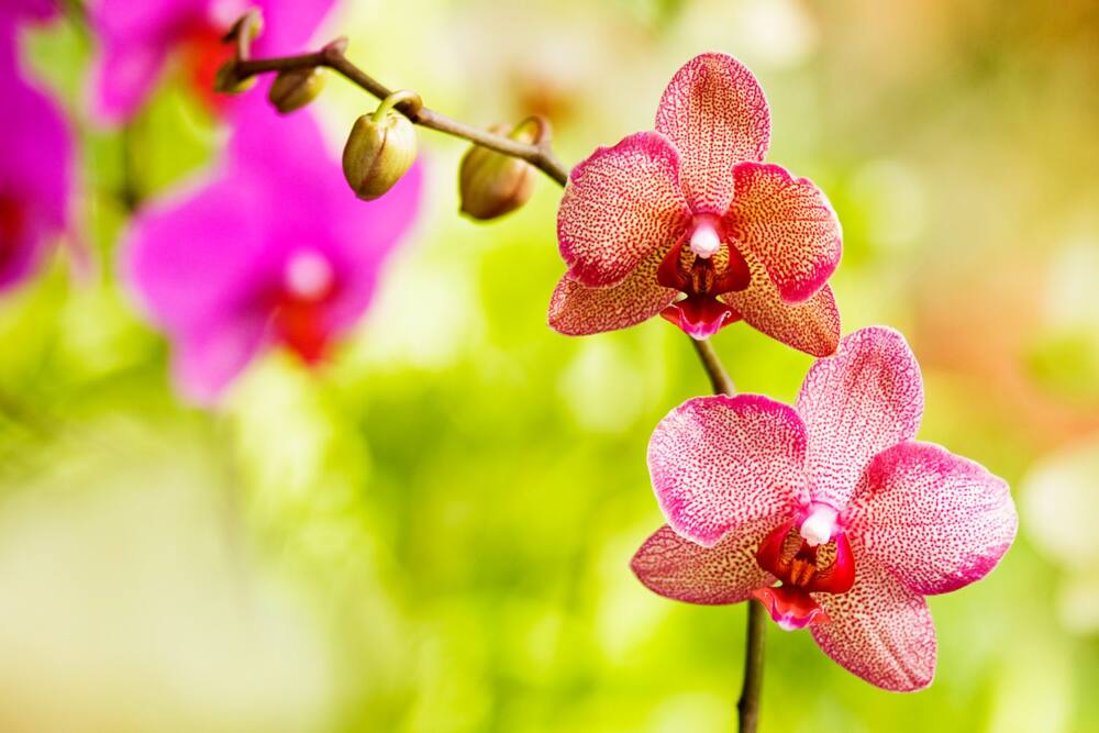 15 flowers that look like animals and where they are native 15 flowers that look like animals and where they are native