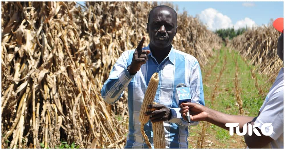 North Rift farmer.