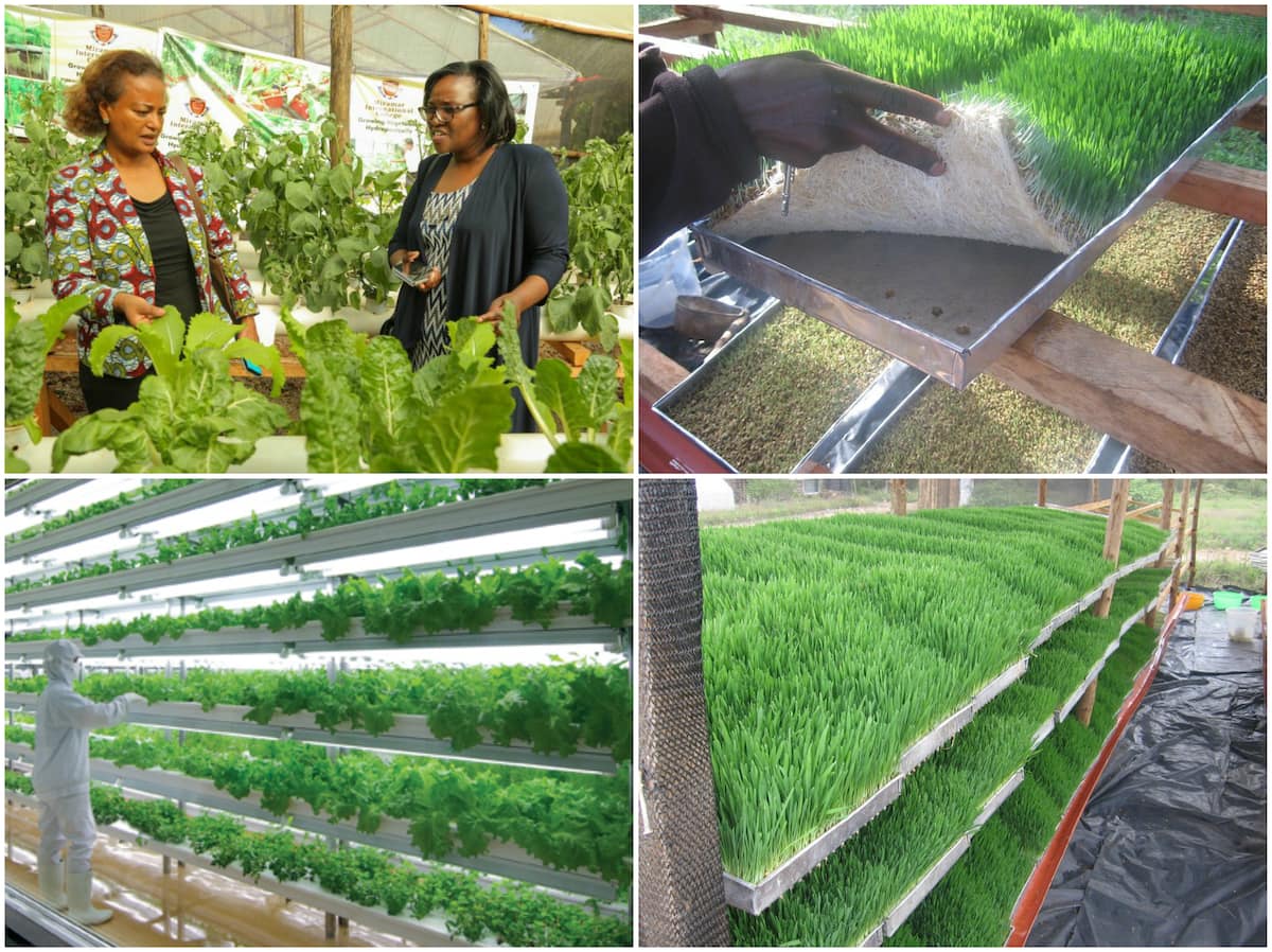 Hydroponic Farming In Kenya Cost Profitability And Common Problems Kenya News Ke