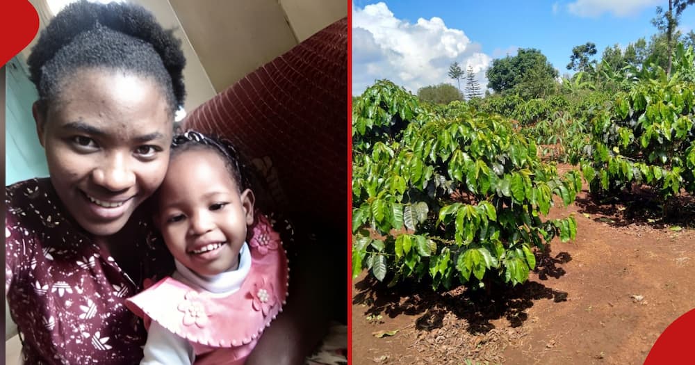 Collage of Maureen Wangui holding her daughter (l) and a coffe farm (r)