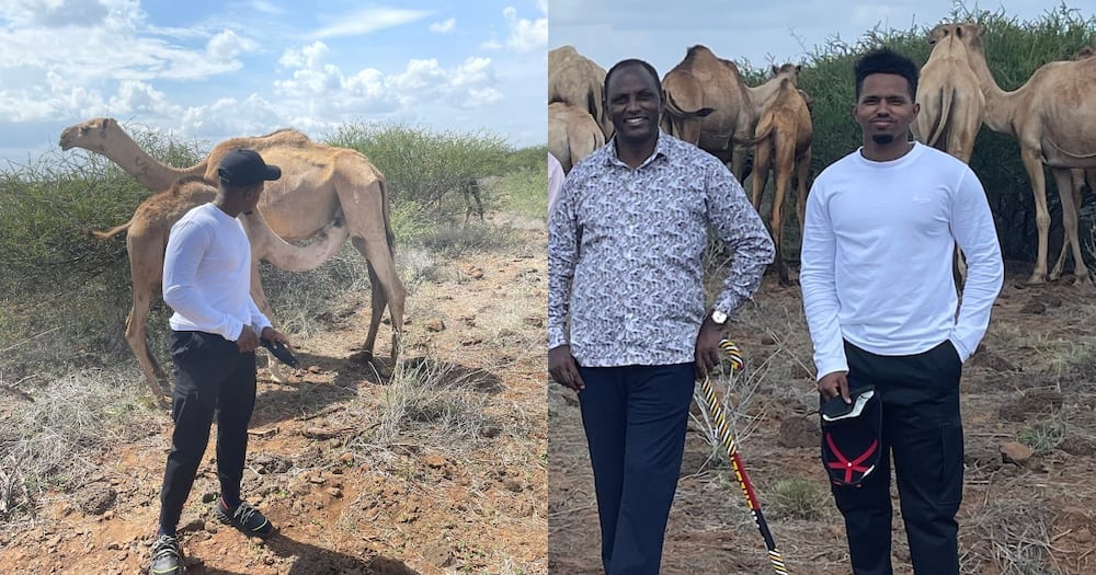 Treasury CS Ukur Yatani was attending to his camels while in the company of his son Ali.