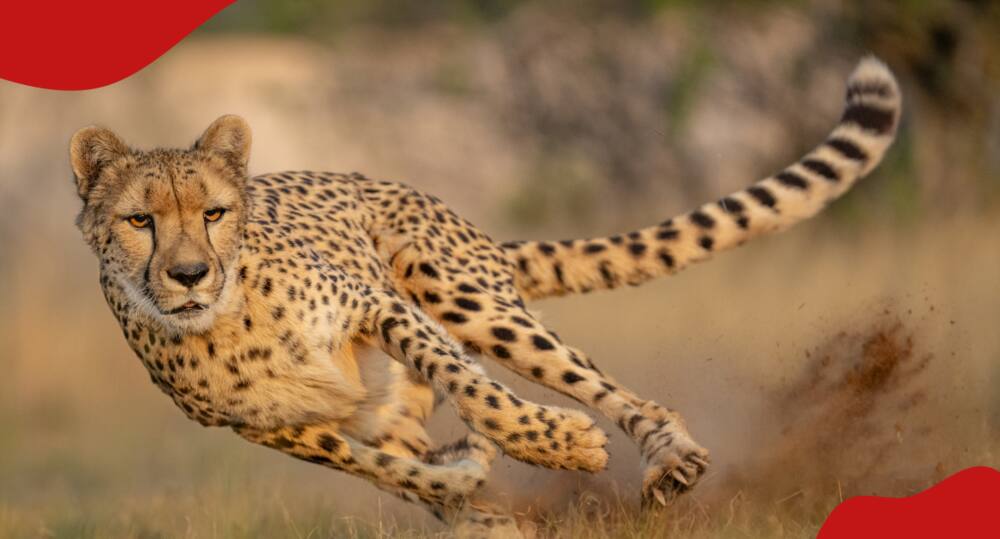 Cheetah running in the wild.