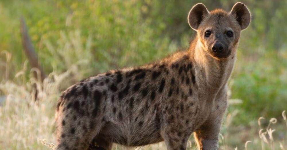 Samburu: Hyena attack in Suguta Marmar leaves one dead, 3 nursing serious injuries