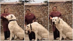 Video of Lady Feeding Her Huge Beautiful White Dog Leaves Netizens in Awe: “Best Bodyguard”
