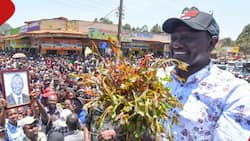 Kenyan Miraa Farmers Protest as Prices Drop: "Market is Full of Cartels"