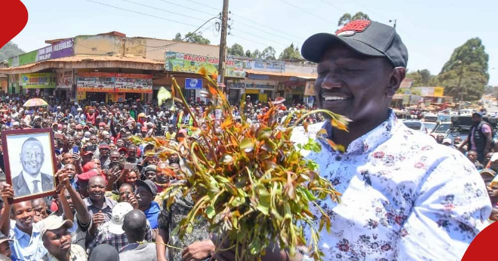 President William Ruto holds a bunch of miraa leaves.