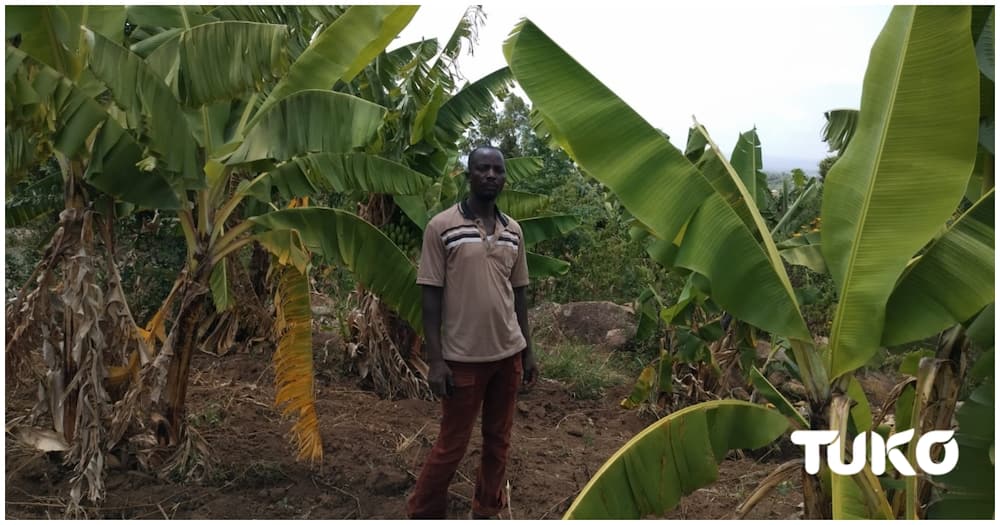 Migori man who lost a marketing job during COVID-19 takes to bananas farming.