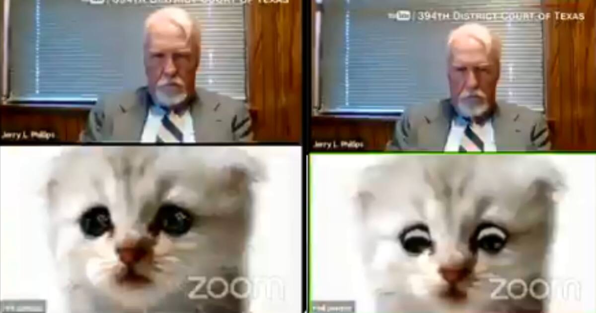 lawyer cat filter zoom video