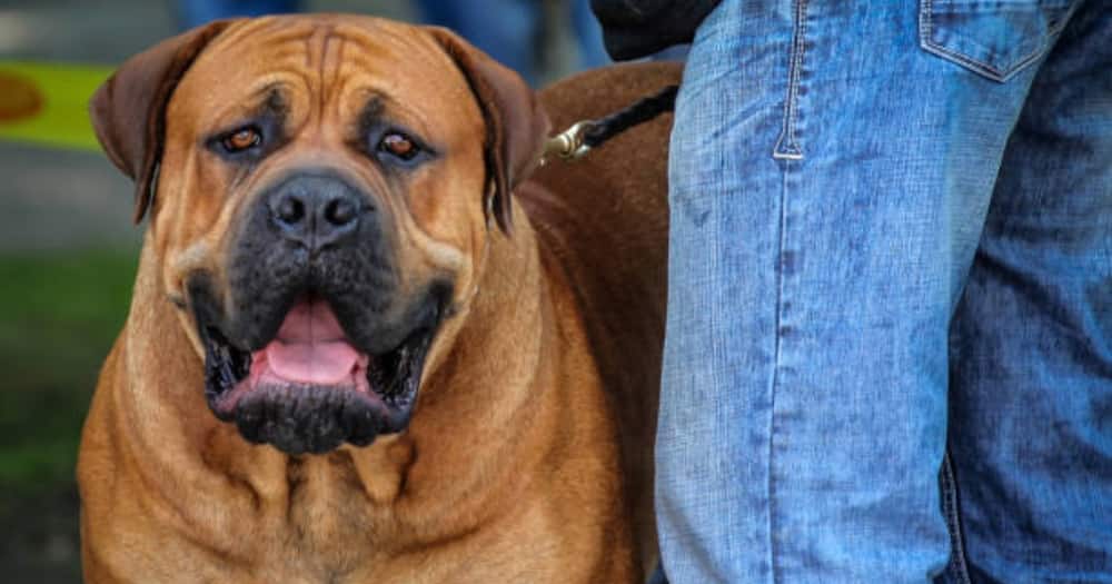 South African Boerboel dog breed is preferred due to its speed and muscular body.