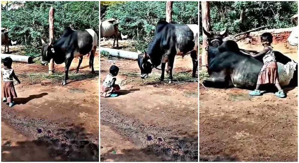 Photos of a girl playing with a cow.
