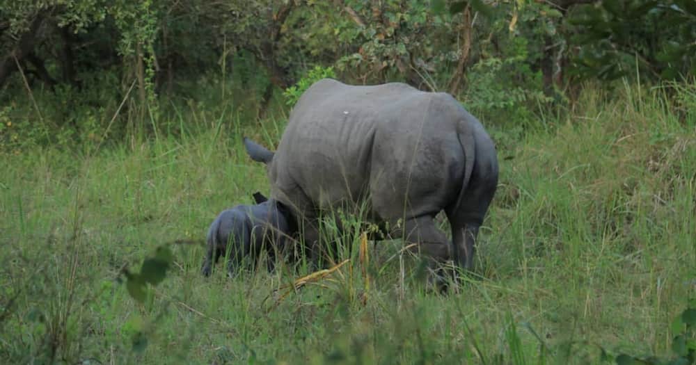 Uhuru gives birth to beautiful calf in Uganda's rhino sanctuary