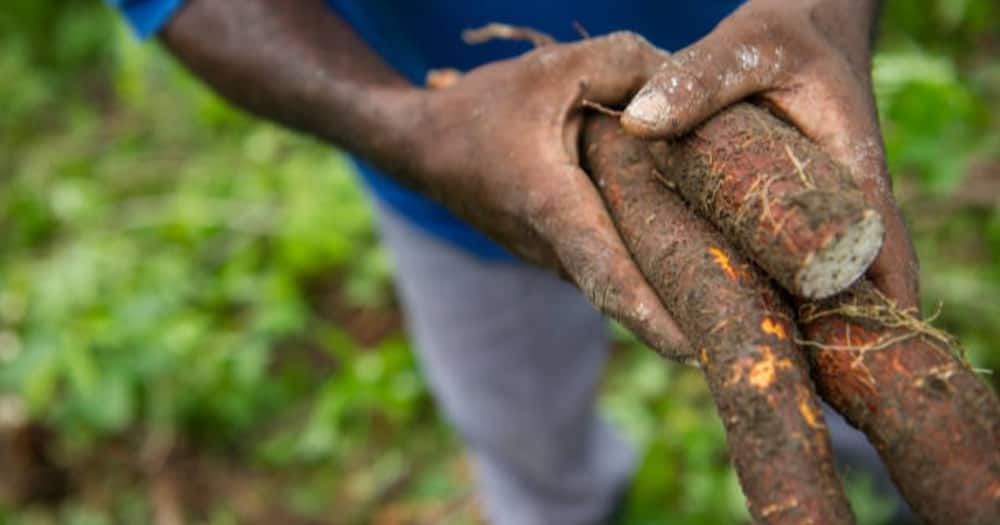 A farmer holding fresh cassavas from the firm.