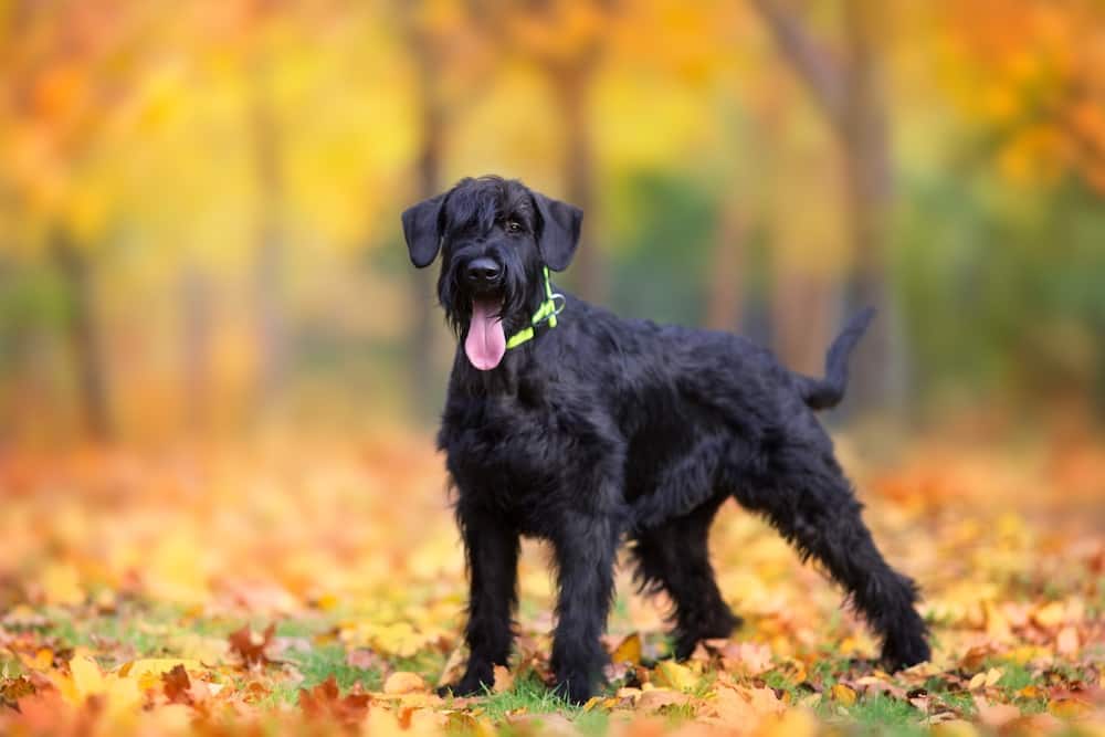 A black giant schnauzer with tongue out lies in the park on the green grass.