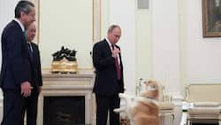 Video Showing Vladimir Putin Walk with Boisterous Dog to Meeting Surfaces Online, Sparks Fear