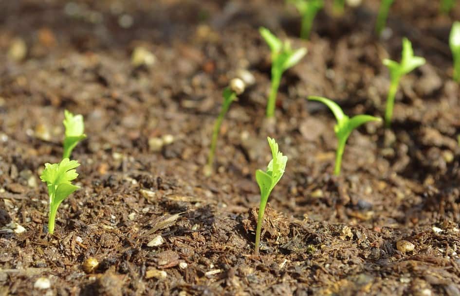Dania farming in Kenya: How to grow coriander and profit per acre