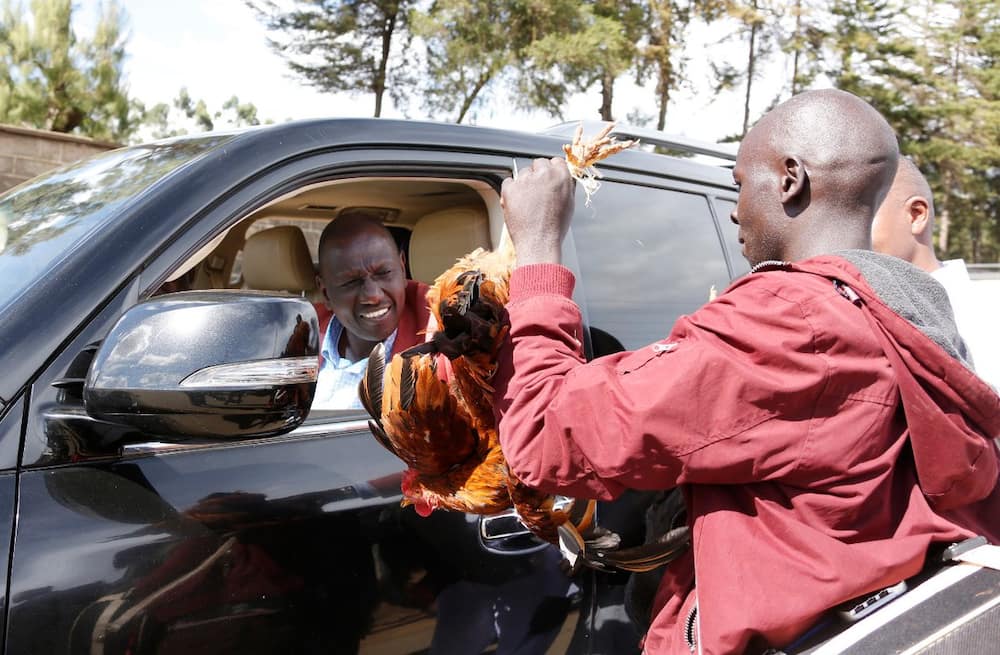 Netizens excited as DP Ruto stops to buy chicken in Nakuru