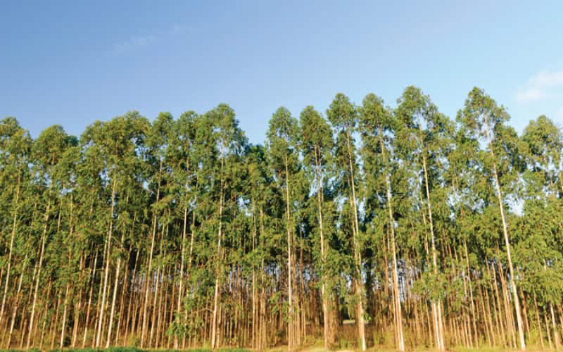 fastest-growing trees in Kenya