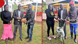 Boni Khalwale Gifted Goat, Chicken by Youths He Supported in 2023: "I Enjoyed Flurry of Gifts"