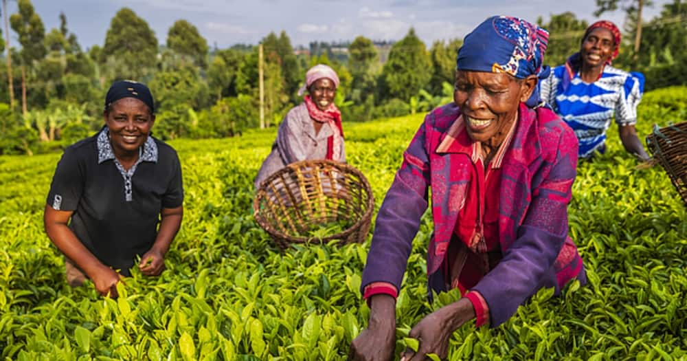 Women pick tea at a farm in rural Kenya.