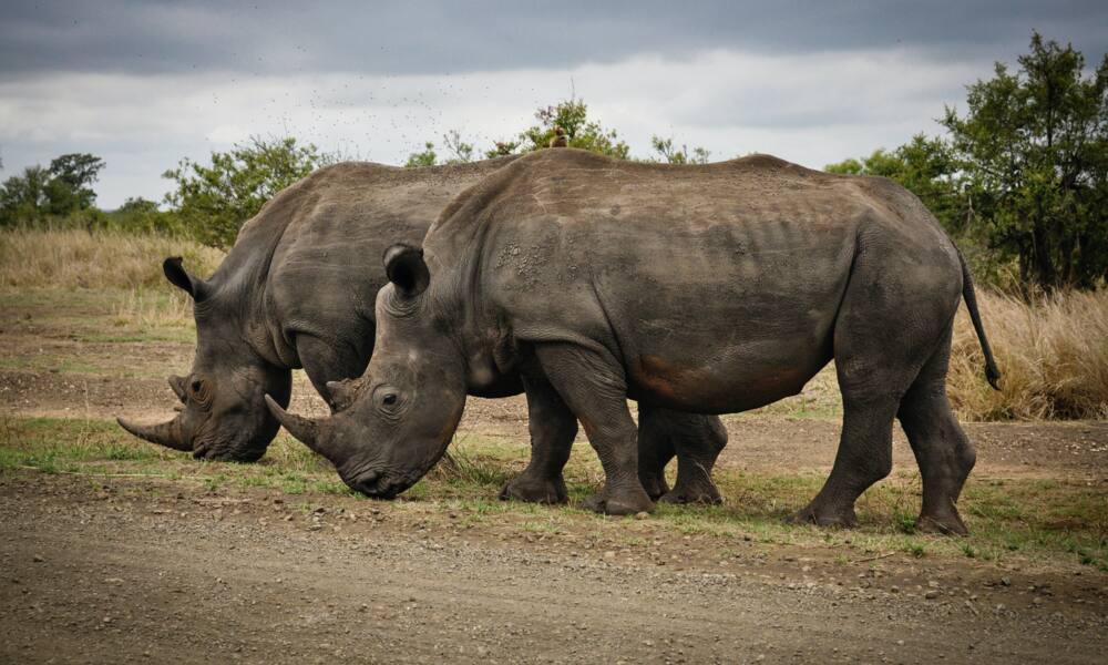 Most deadly animal in Africa: 10 predators that attack humans the most