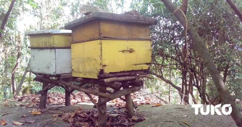 Vihiga man overcomes poverty sting through bee keeping