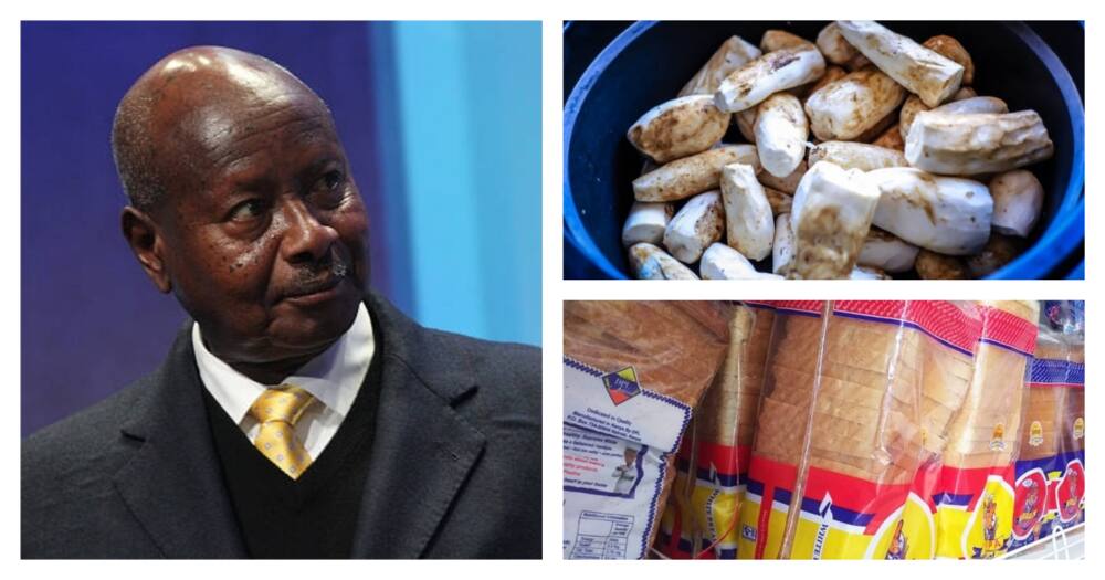 Museveni Advises Ugandans to Start Eating Cassava if They Can No Longer Afford Bread