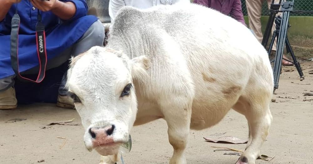 A dwarf cow has thrilled people with its tiny stature. Photo: The Mirror.