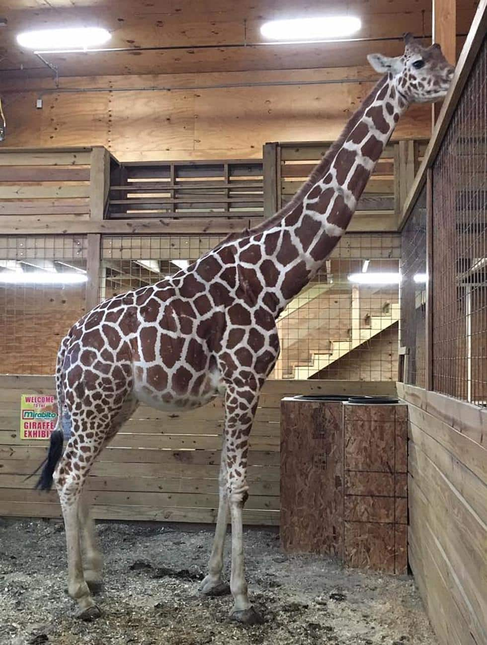 April: Giraffe Who Gave Birth in A Viral Livestream Dies Aged 20