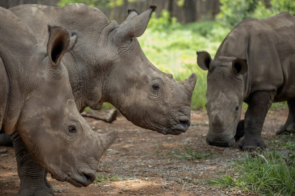 Target: Poaching has caused South Africa's rhino population to plummet