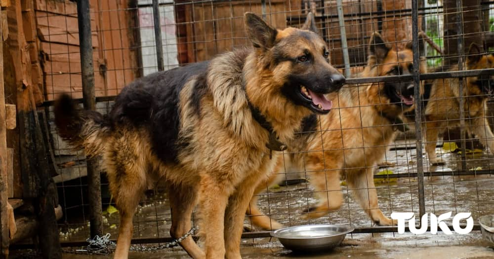 Eldoret Entrepreneur Turns His Love for Dogs into a Bundle of Cash.