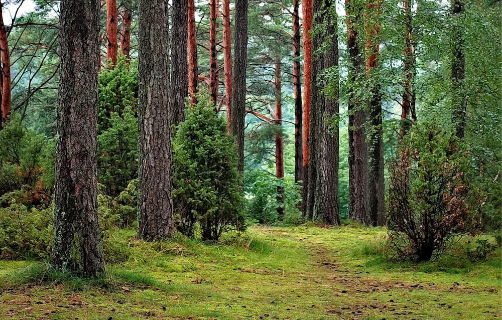 Is a tree farm a good investment