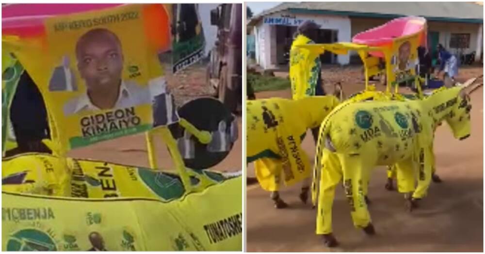 Donkeys wearing UDA outfit.