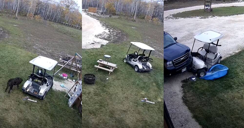 Dog crashes golf cart.