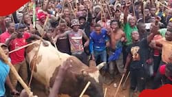 Inasio: Boni Khalwale's Bull That Gored Caretaker To Death Put To Sleep As Per Luhya Traditions