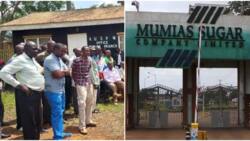Mumias Sugar: Ex-Workers Demand Pay from Sarrai Group as Current Employees Decry Poor Wages