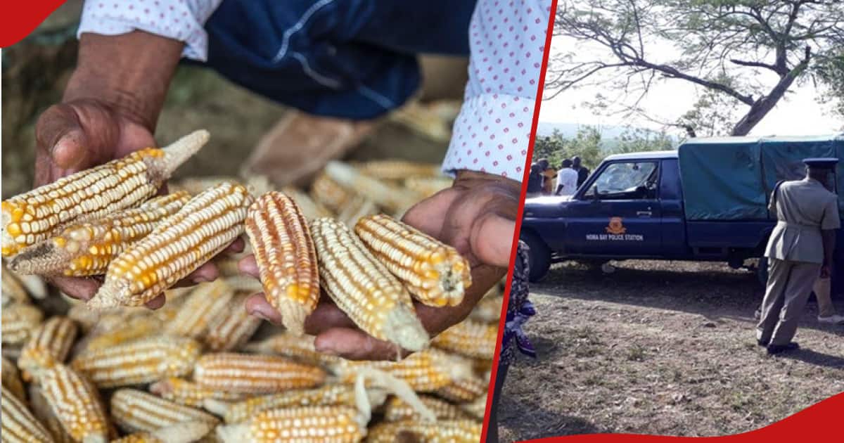 Kenya Newspapers Review: Kitui Chief, Son Arrested Over Death of Farmhand after Maize Dispute