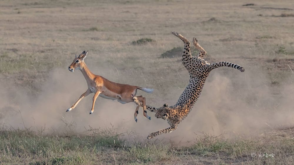 Tourists on Kenya safari captures exciting photos of cheetah bringing down a gazelle