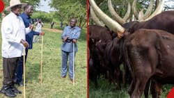 Kenyans Notice Yoweri Museveni's Cows Are Branded During Meeting with Ruto, Raila: "Theft Is Real"