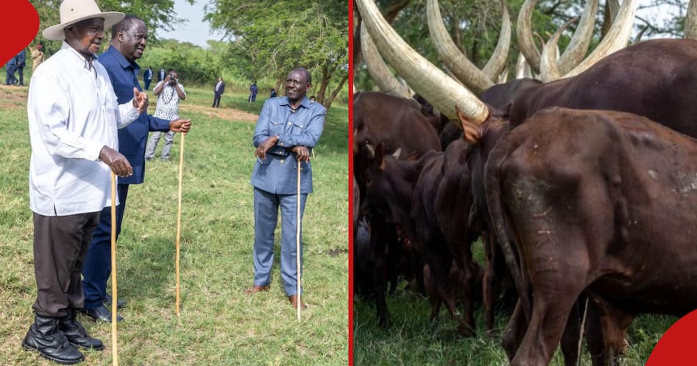 Yoweri Museveni hosted Raila Odinga and William Ruto at his ranch.