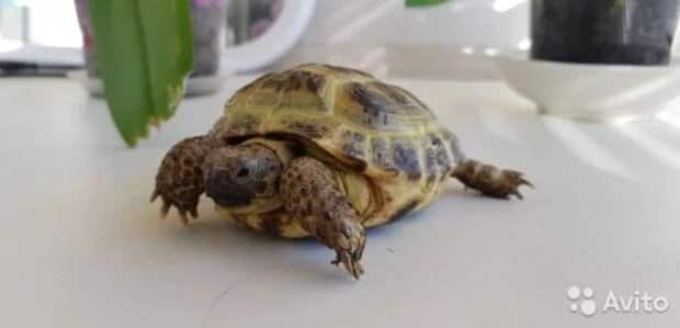 Donatello the tortoise: Russian owner seeks for £40,000 reptile, claims it can predict football matches