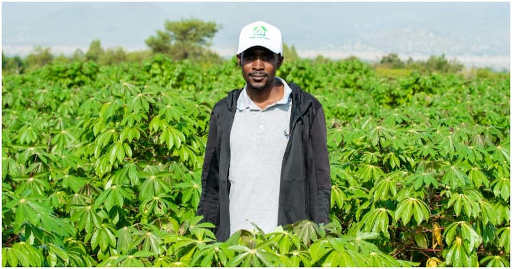 Lactone Investments Kenya CEO Lucas Olewe standing the cassava farm.