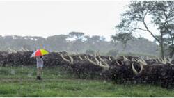 Yoweri Museveni Braves Heavy Rains to Tend to His Impressive Cattle Herd: "Work Continues"