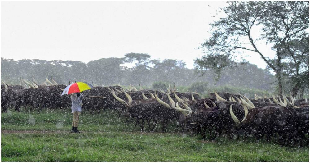 Museveni's Kisozi farm is located in Gomba District.