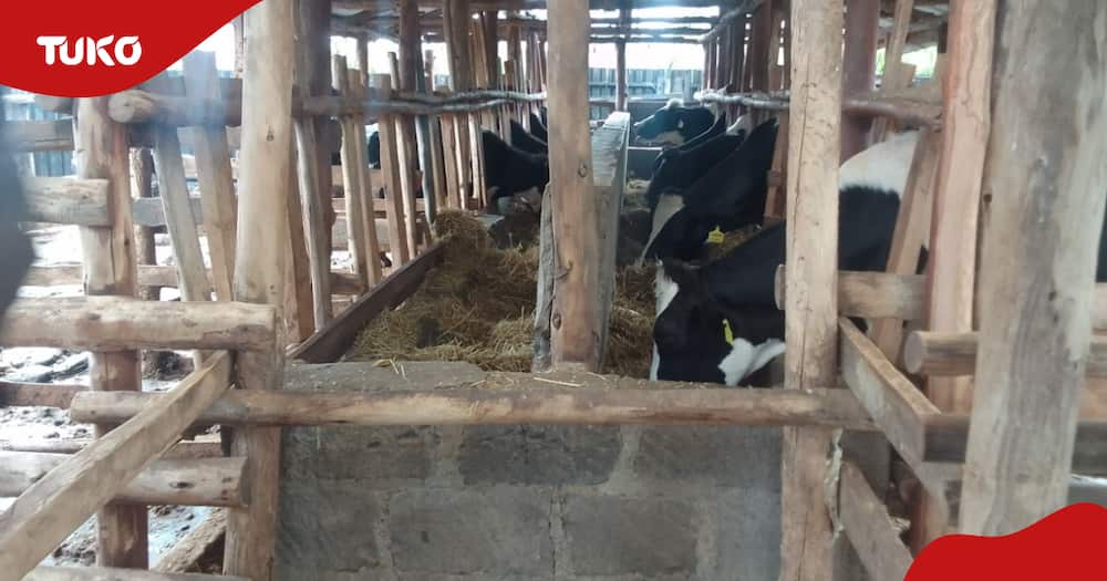 Dairy farming on Wilda Farm