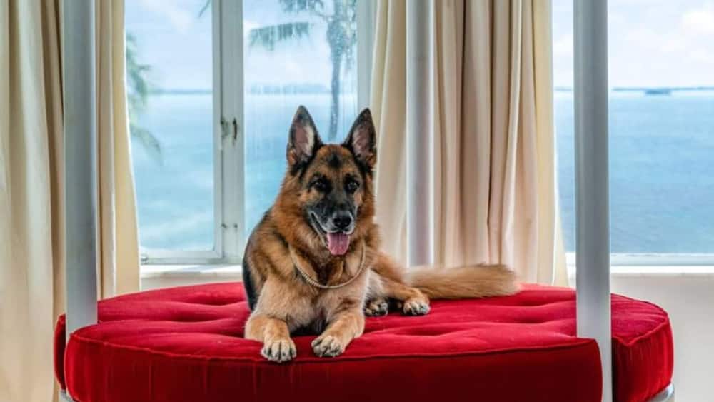 Dog inherits KSh 56b from its owner, becomes latest billionaire in town.