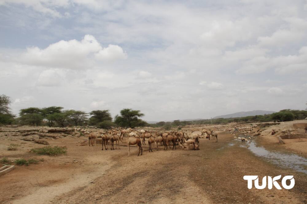 Marsabit agricultural officers say they are using own money to facilitate spraying of locusts