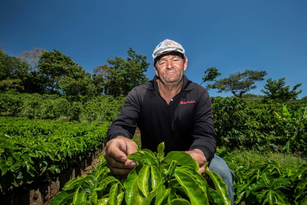 Previously, farmers like Johel Alvarado needed to do little more than plant and wait for the country's once-consistent rains. Now he has had to install a drip irrigation system on his four-hectare coffee plantation which he says is keeping him in business